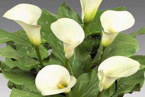 Kala Captain Ventura